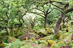 View of Wistmans Woods in Dartmoor, England, UK