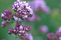 Kräutergarten, blühender Oregano