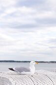 Seagull sitting on wicker at beach in Sierksdorf, Schleswig Holstein, Germany