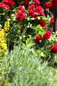 Kräutergarten, rote Rosen vor Lavendel