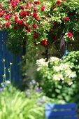 Kräutergarten, rote Rosen vor Lavendel