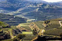 Freiburg, Weinberge im Kaiserstuhl, im Hintergrund der Ort Oberbergen