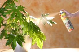 Zimmerpflanzen, Spritzmittel zur Schädlingsbekämpfung