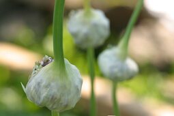 Kräutergarten, Knoblauch im Kräutergarten