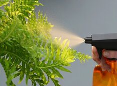 Zimmerpflanzen, Pflanzen mit einer Sprühflasche einsprühen