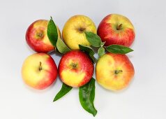 Different varieties of apples on white background, overhead view