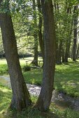 Bach, Fluß, Fluss in Naurath OT Wald, nahe Landhaus St. Urban