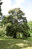 Schlosspark, Wendlinghauser Park, Schloss Wendlinghausen