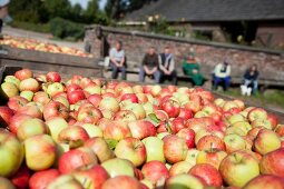 Freshly harvested apples in wooden crates