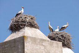 Portugal, Algarve, Comporta, Storchennest