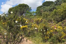 Portugal, Algarve, Blüte am Via Algarviana