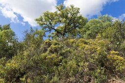 Portugal, Algarve, Blüte am Via Algarviana