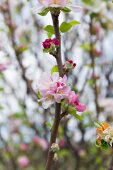 Portugal, Algarve, Apfelblüte, Apfelbaum