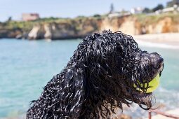 Portugal, Algarve, Wasserhund beim Training