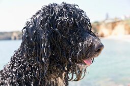 Portugal, Algarve, Wasserhund beim Training