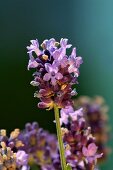 Lavender flowers (close-up)