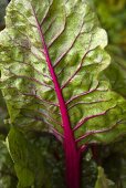 Red chard