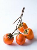 Persimmons on Branch
