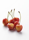 Winter Cherries on White Background