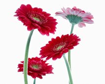 Rote Gerbera