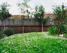 Blooming garden and concrete wall clad in wood