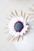 A blue daisy in a round vase