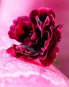 A single dark red carnation (close up)