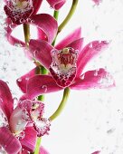 Orchideenblüten (Phalaenopsis) im Wasser