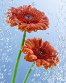 Two gerberas in water