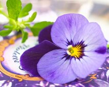 A purple pansy