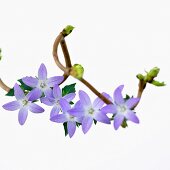 Haselnusszweig mit Knospen (Corylus avellana contorta) und Frühlingsblüten