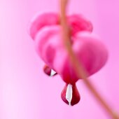 Bleeding hearts (dicenta spectabilis)