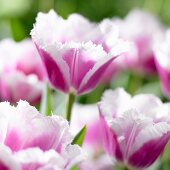 Tricoloured tulips (siesta tulips)