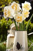 Narcissus flowers in an enamel jug in a garden