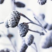 Zapfen der Schwarz-Erle (Alnus Glutinosa) mit Raureif