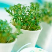 Cress growing in egg cups (close-up)