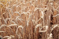 Ears of wheat in a field