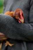Woman holding live hen