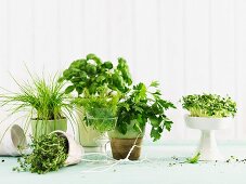 Fresh herbs in pots