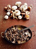 Mushroom ragout in a pan