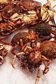 Various crabs on ice