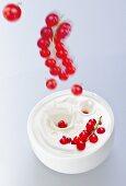 Redcurrants falling into yogurt