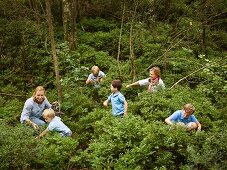 Adults and children looking for blueberries in a forest