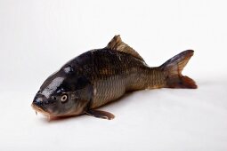 A carp on white background