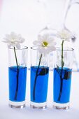 Chrysanthemums in glasses of blue water