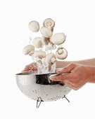 Mushrooms being washed in a sieve
