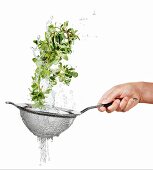 Washing purslane in a colander