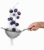 Washing plums in a colander