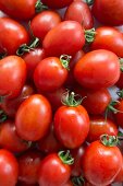 Viele Tomaten der Sorte Roma