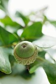 A green acorn on a twig